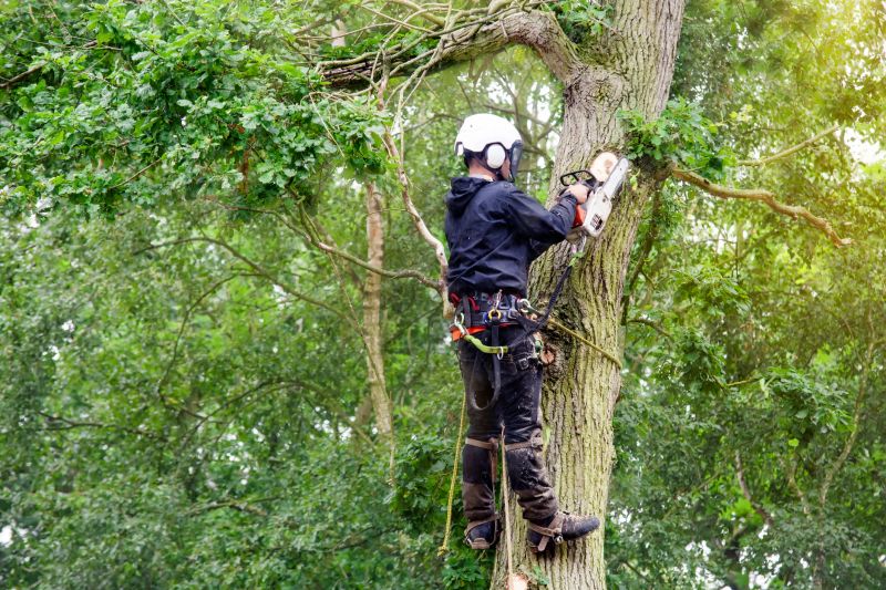 Tree Removal Services